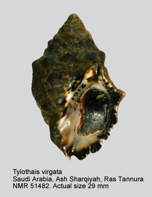 Tylothais virgata (2).jpg - Tylothais virgata (Dillwyn,1817)